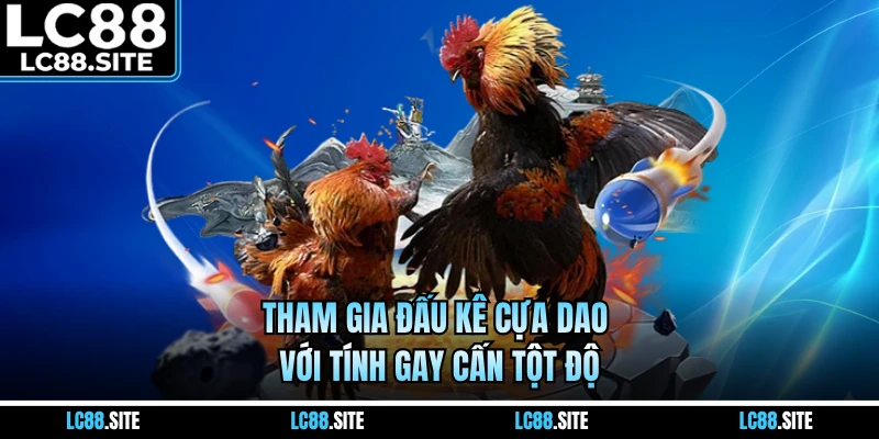 Tham gia đấu kê cựa dao với tính gay cấn tột độ